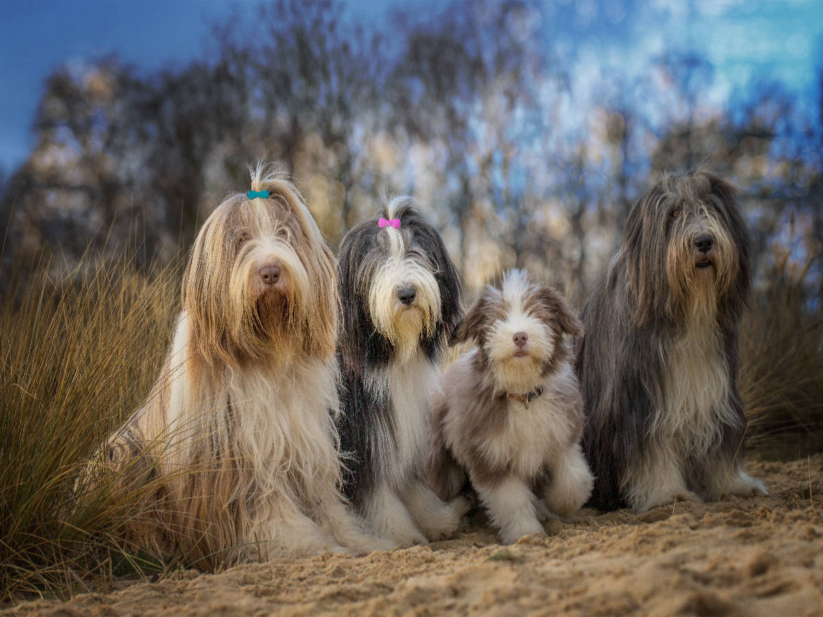 BEARDED COLLIE Truppe mit Welpe