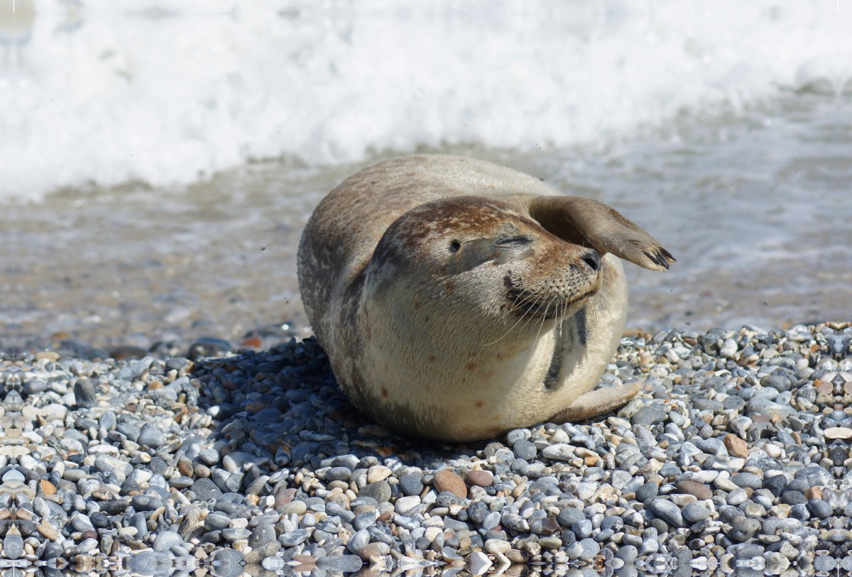 Entspannter Seehund am Nordseestrand