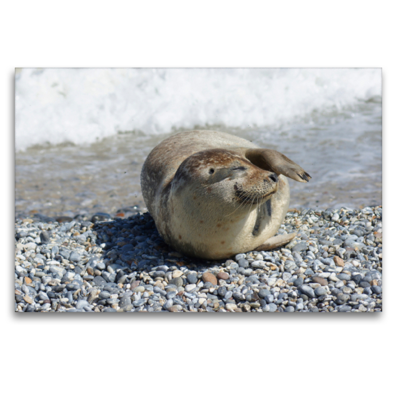 Entspannter Seehund am Nordseestrand