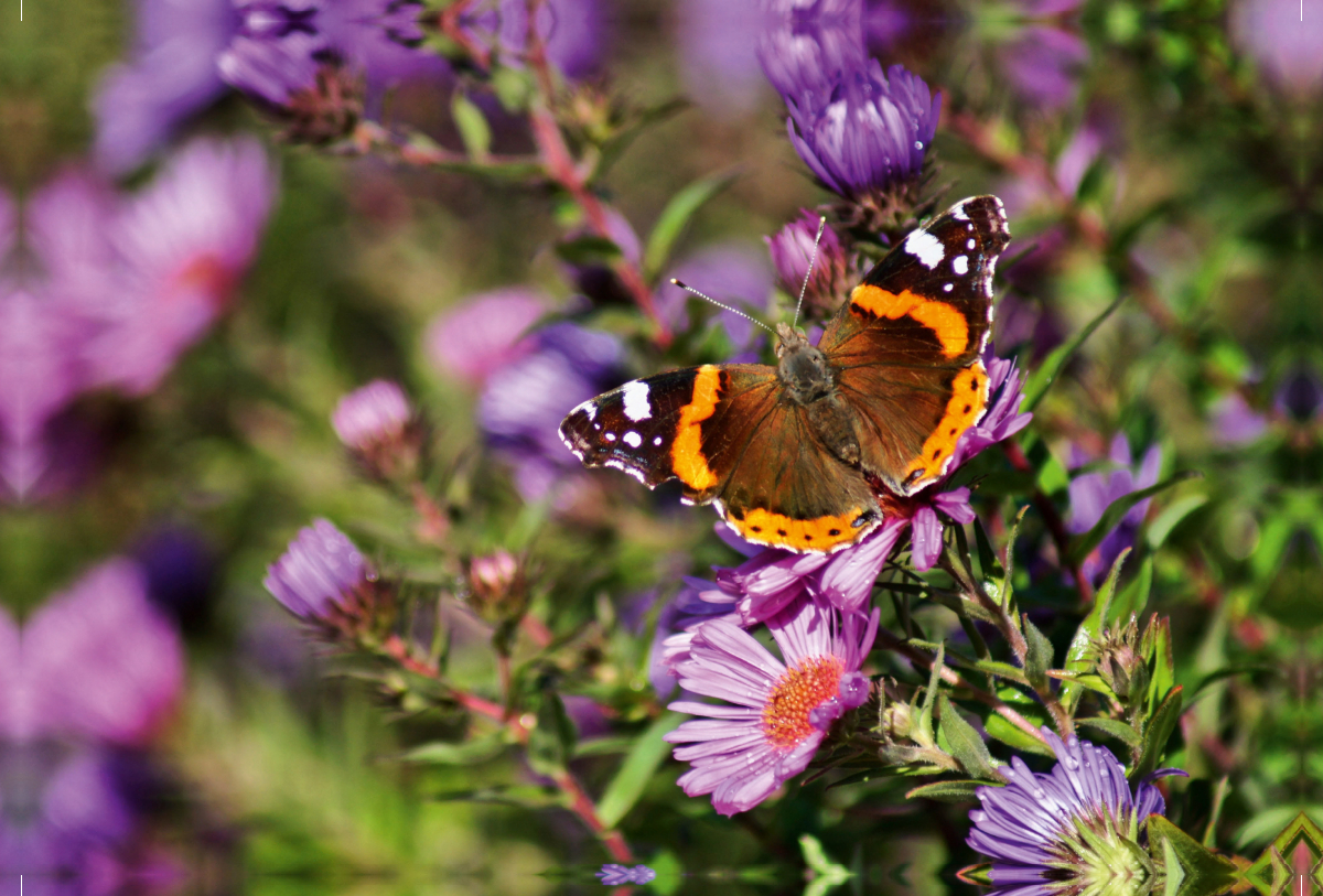 Farbenprächtiger Schmetterling im Sonnenlicht