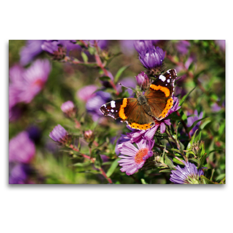 Farbenprächtiger Schmetterling im Sonnenlicht