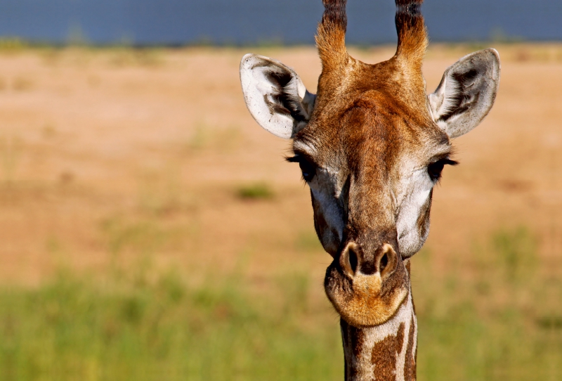 Auge in Auge mit der Giraffe