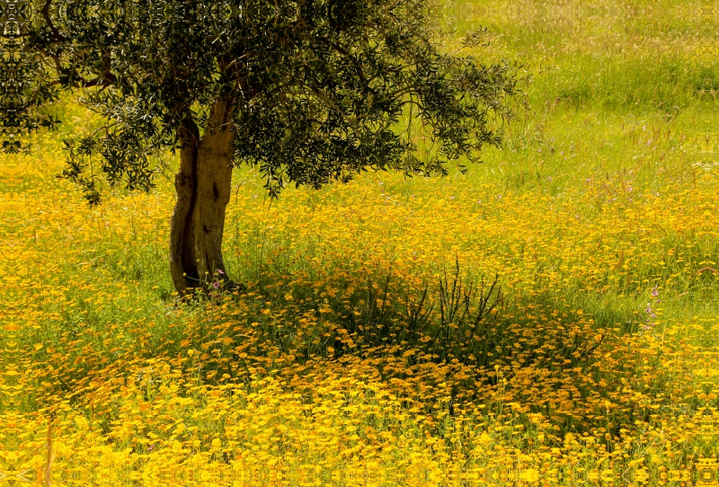 Wildblumenwiese