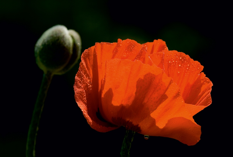 Papaver