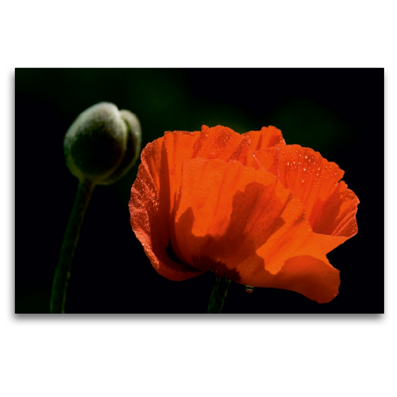 Papaver