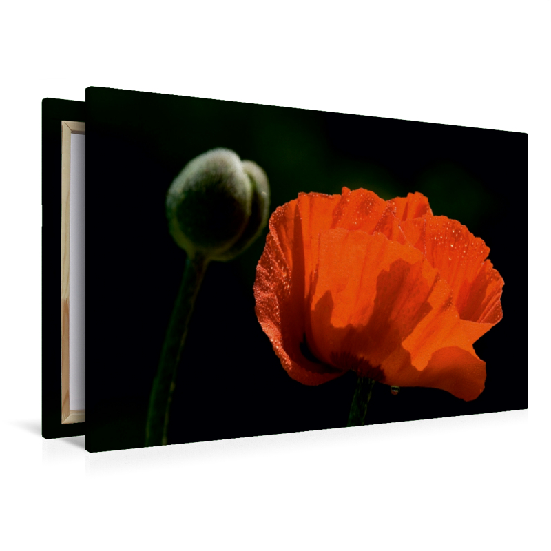 Papaver