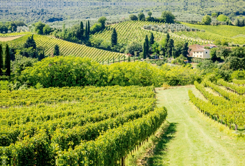 Weinberg bei San Gimignano