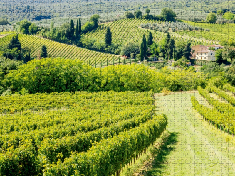 Weinberg bei San Gimignano