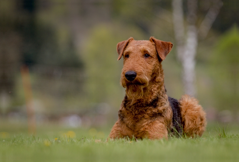 Airedale-Terrier