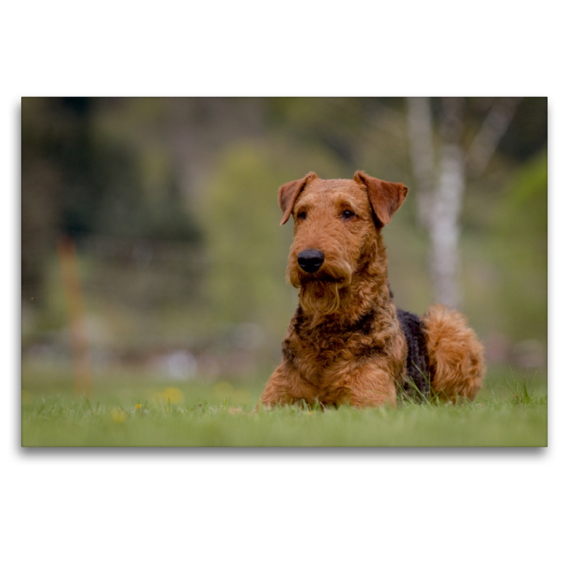 Airedale-Terrier