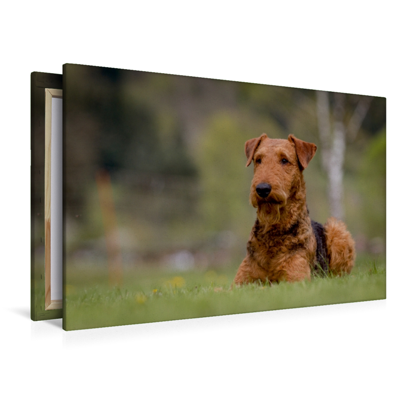 Airedale-Terrier