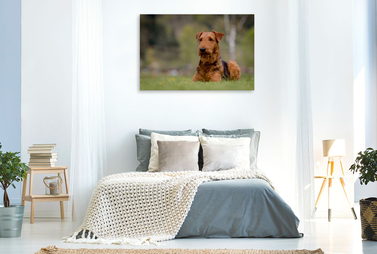 Airedale-Terrier