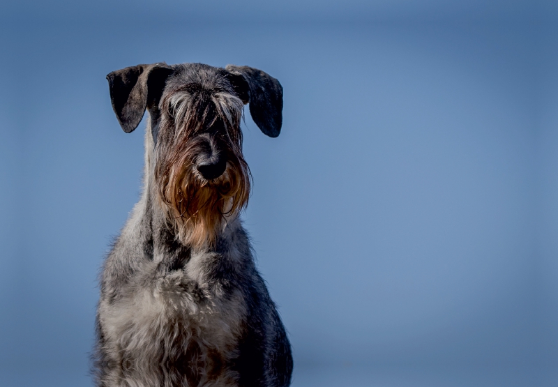 Riesenschnauzer Pfeffer&Salz