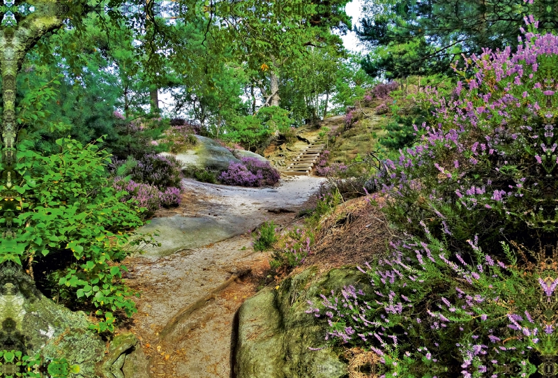 Heideblüte auf dem Rauenstein