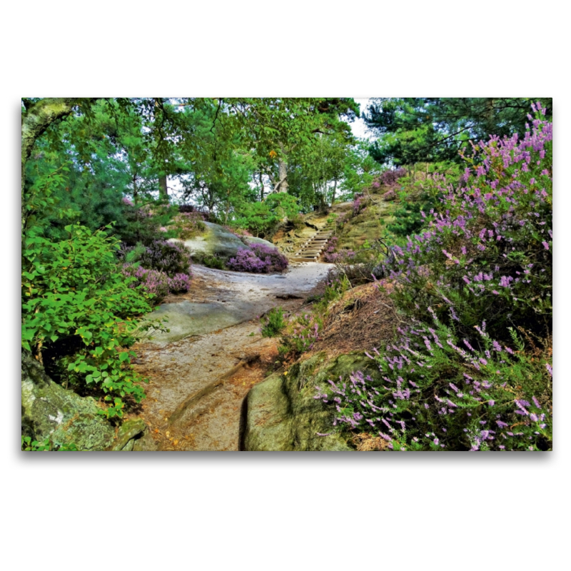 Heideblüte auf dem Rauenstein