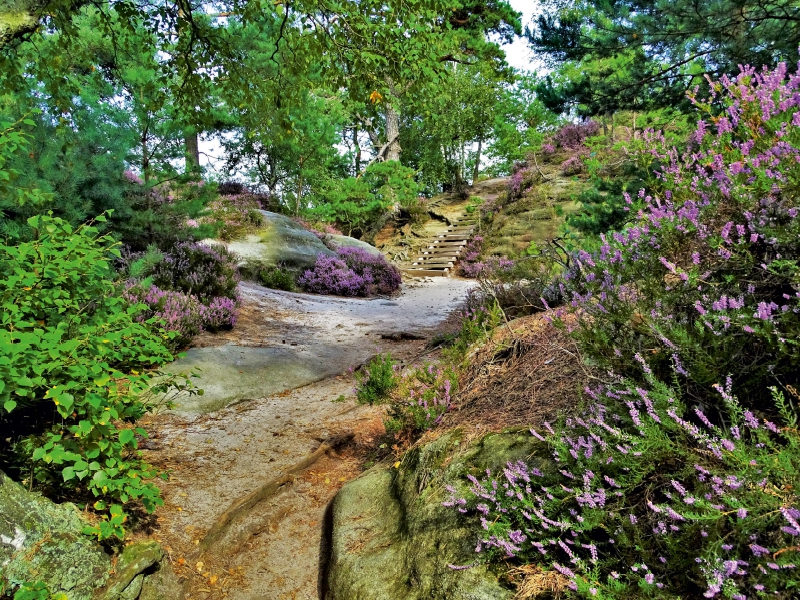 Heideblüte auf dem Rauenstein