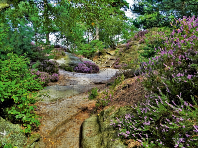 Heideblüte auf dem Rauenstein