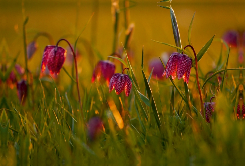 Kleine Laternen - Schachbrettblumen im Abendlicht