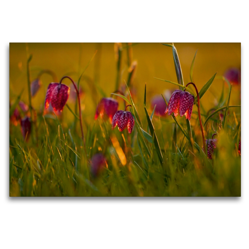 Kleine Laternen - Schachbrettblumen im Abendlicht