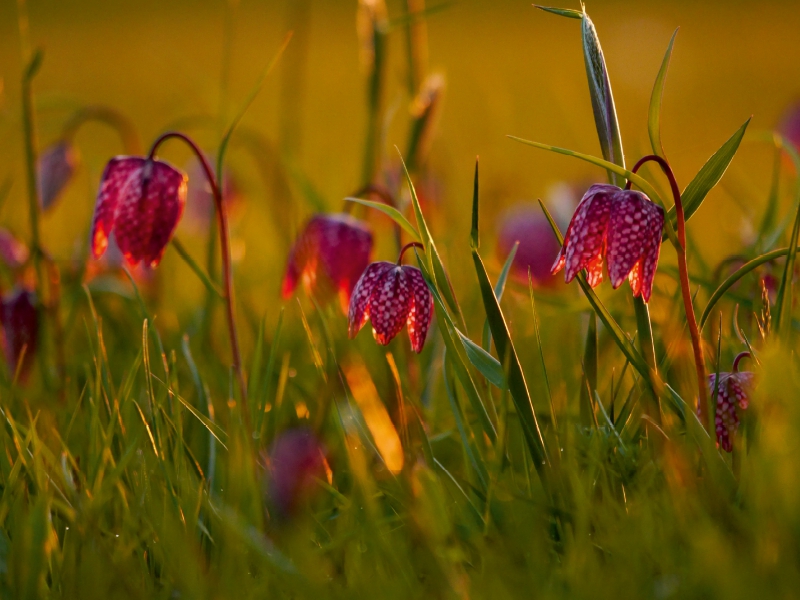 Kleine Laternen - Schachbrettblumen im Abendlicht