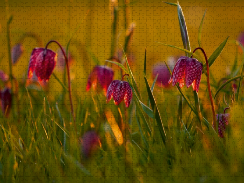 Kleine Laternen - Schachbrettblumen im Abendlicht