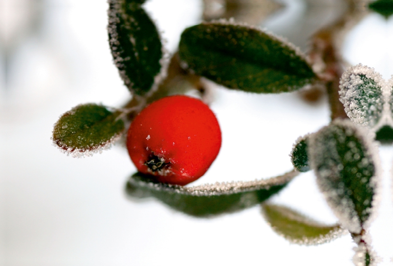 Felsenmispel mit Frost