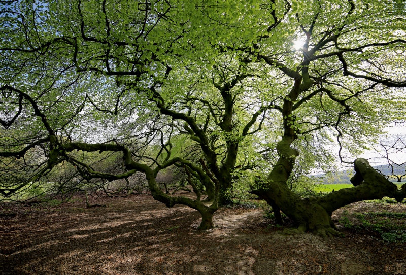 Erstes Grün im April