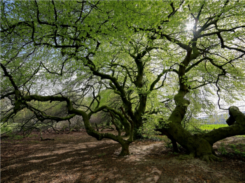 Erstes Grün im April