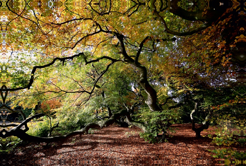 Der Herbst in voller Farbenpracht