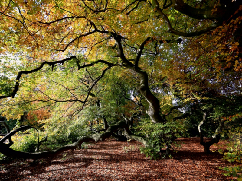 Der Herbst in voller Farbenpracht