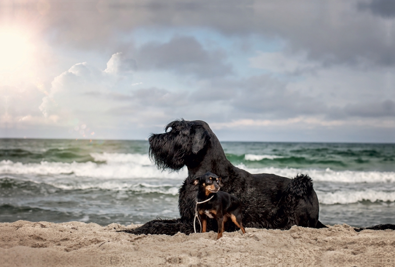 Hunde am Meer