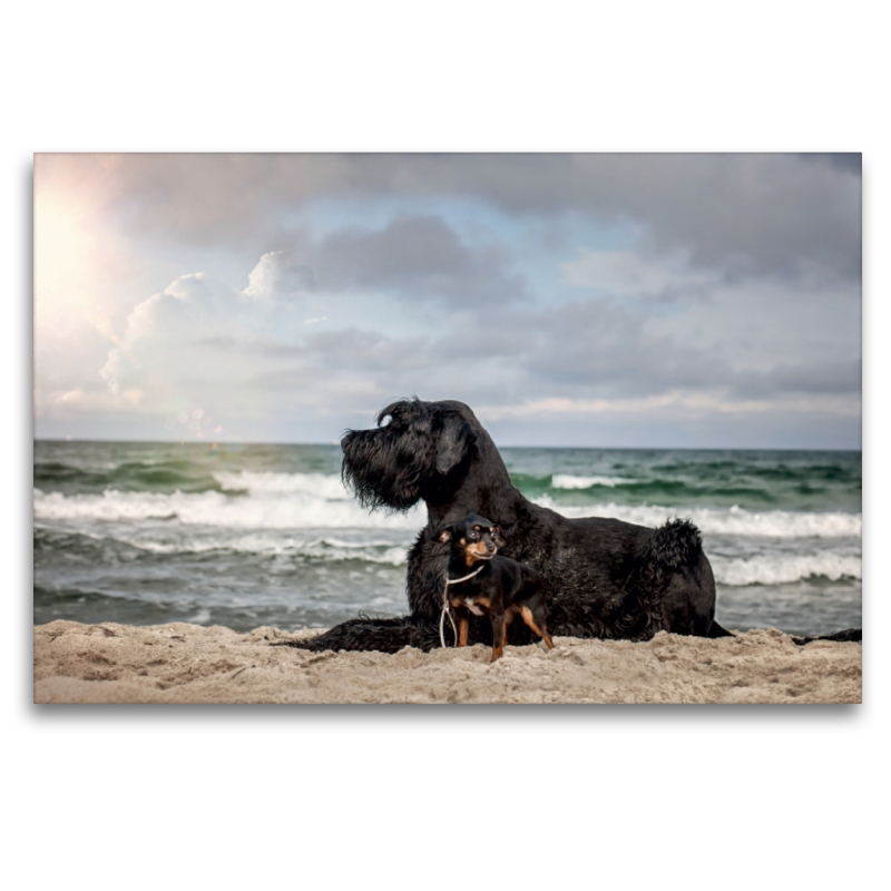 Hunde am Meer