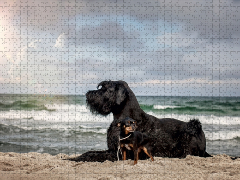 Hunde am Meer