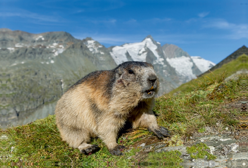 Murmel mit Großglockner