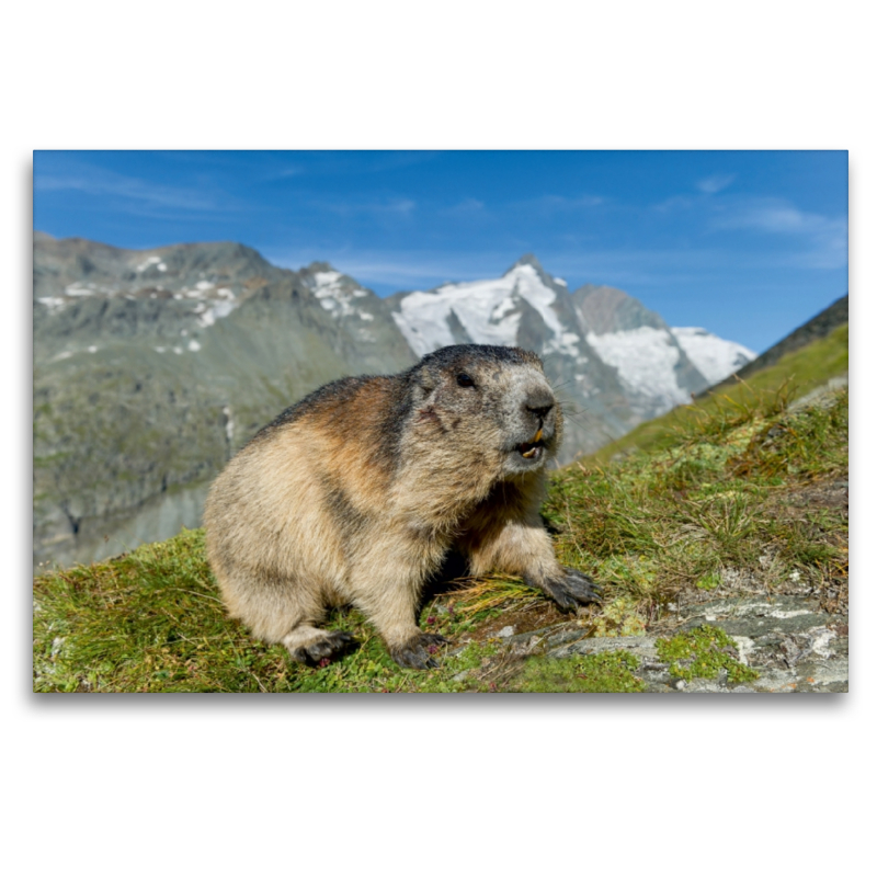 Murmel mit Großglockner