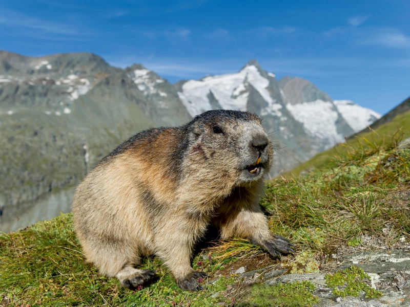 Murmel mit Großglockner