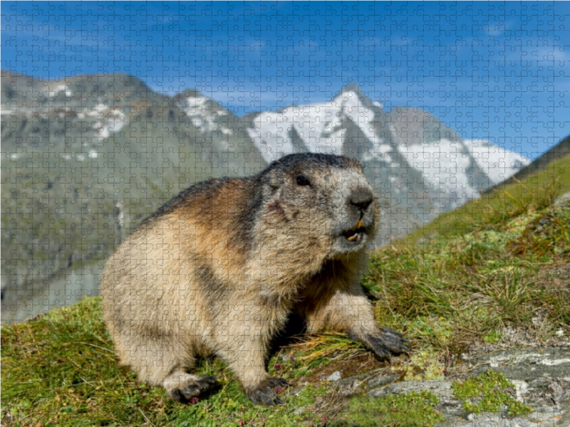 Murmel mit Großglockner