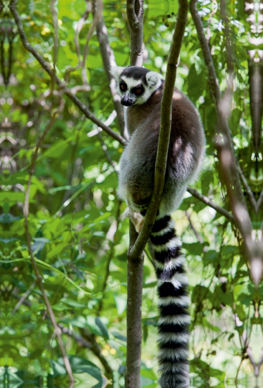 Katta Lemur auf Madagaskar