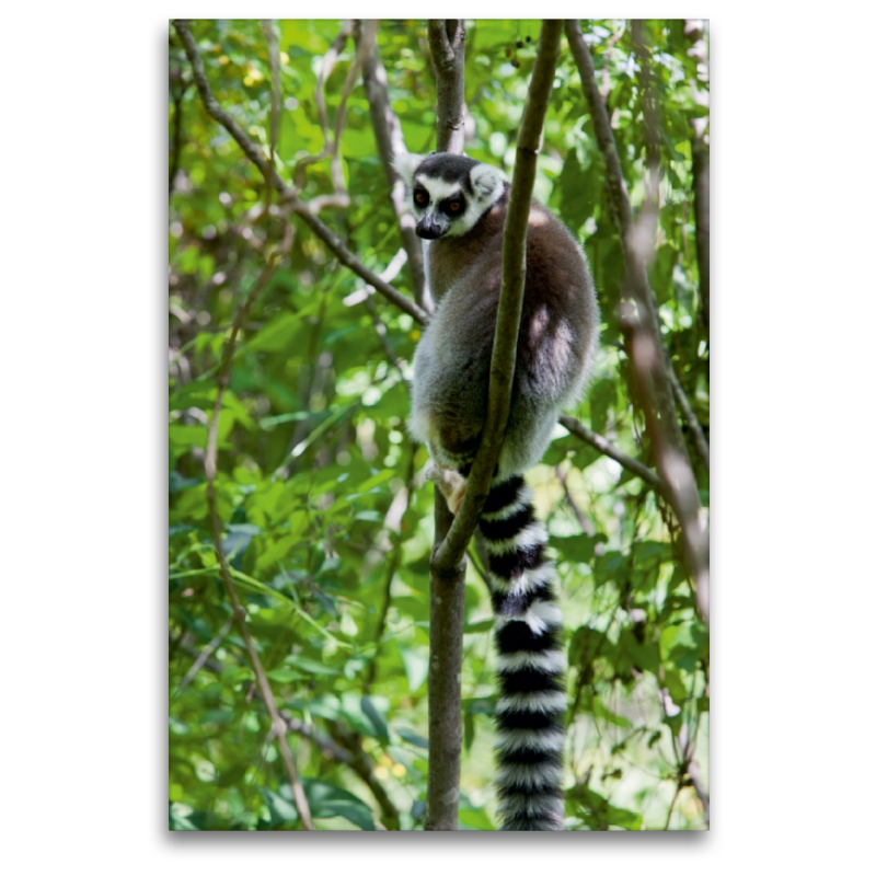 Katta Lemur auf Madagaskar