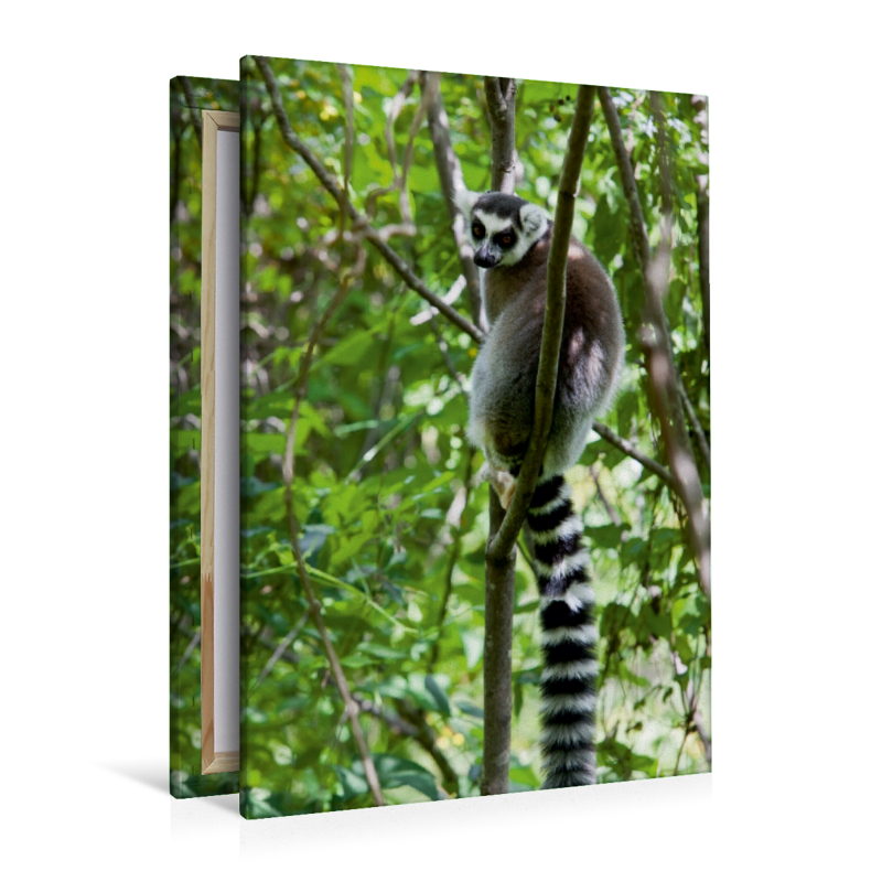 Katta Lemur auf Madagaskar