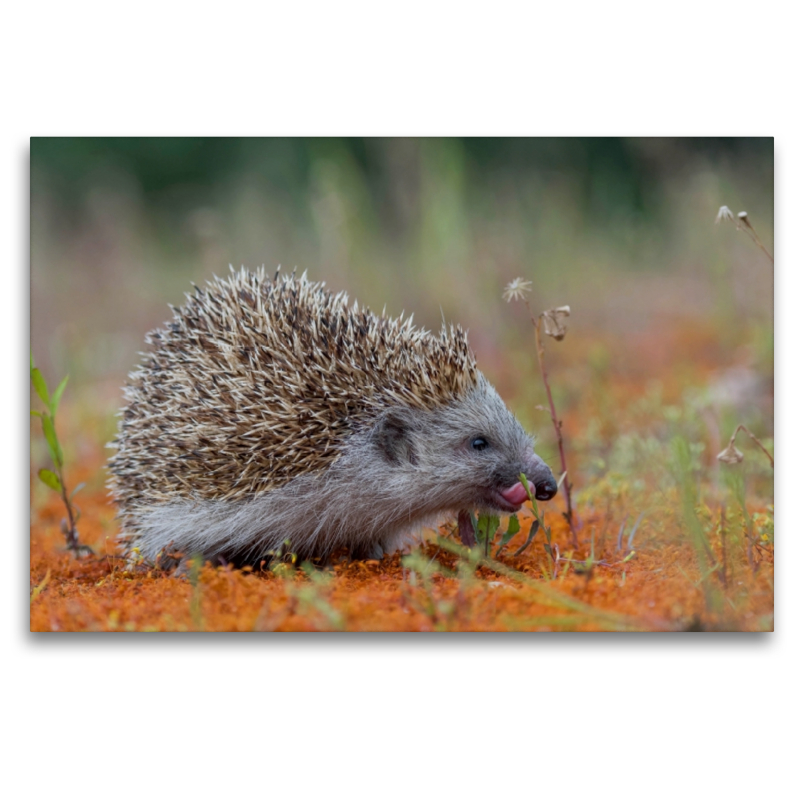 Igel