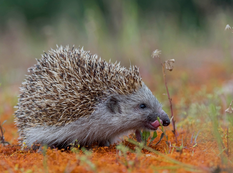 Igel