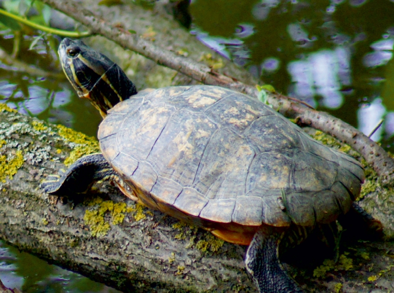 Wasserschildkröte