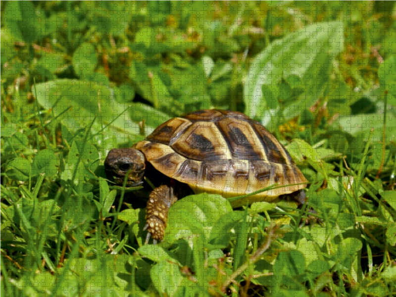 Griechisches Landschildkröten Baby