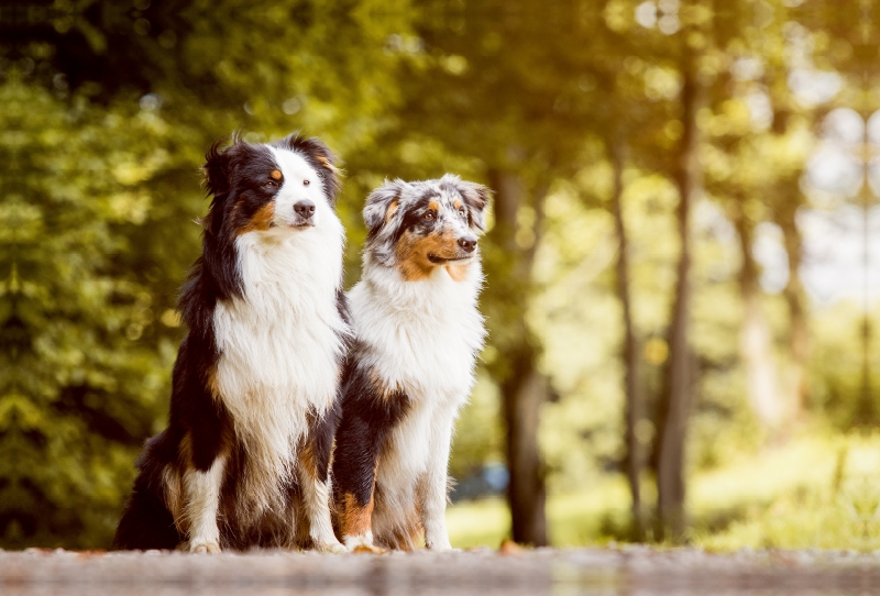 Ein Motiv aus dem Kalender Australian Shepherds Kalender 2017