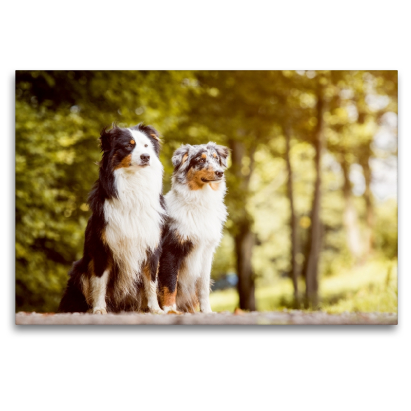 Ein Motiv aus dem Kalender Australian Shepherds Kalender 2017