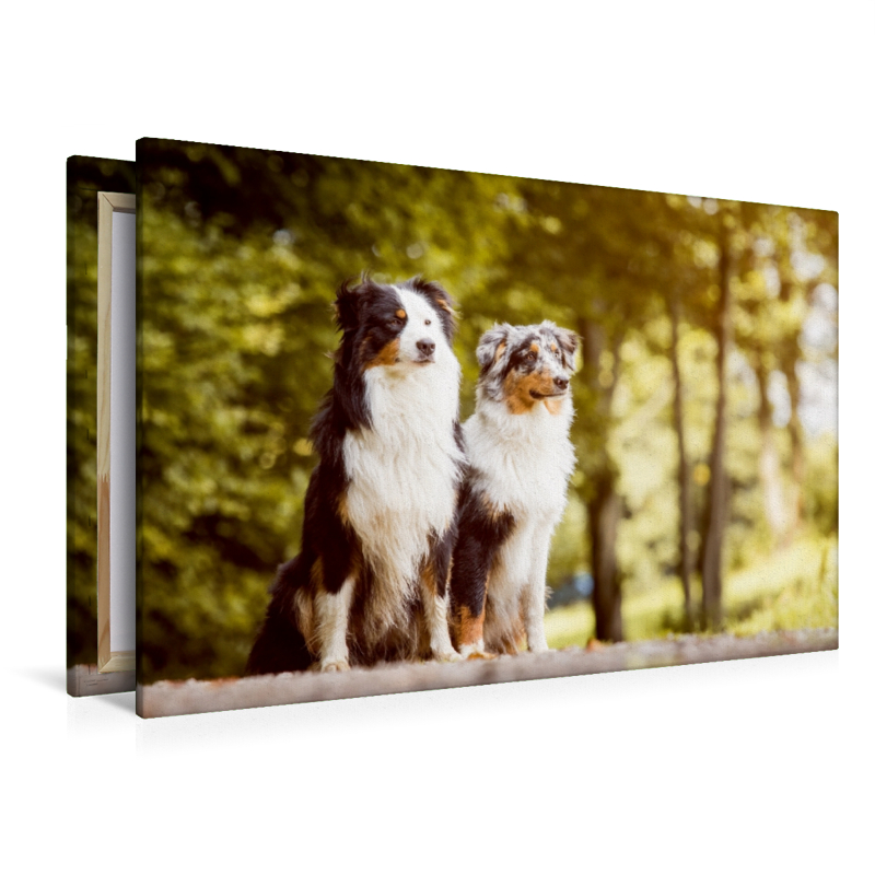 Ein Motiv aus dem Kalender Australian Shepherds Kalender 2017