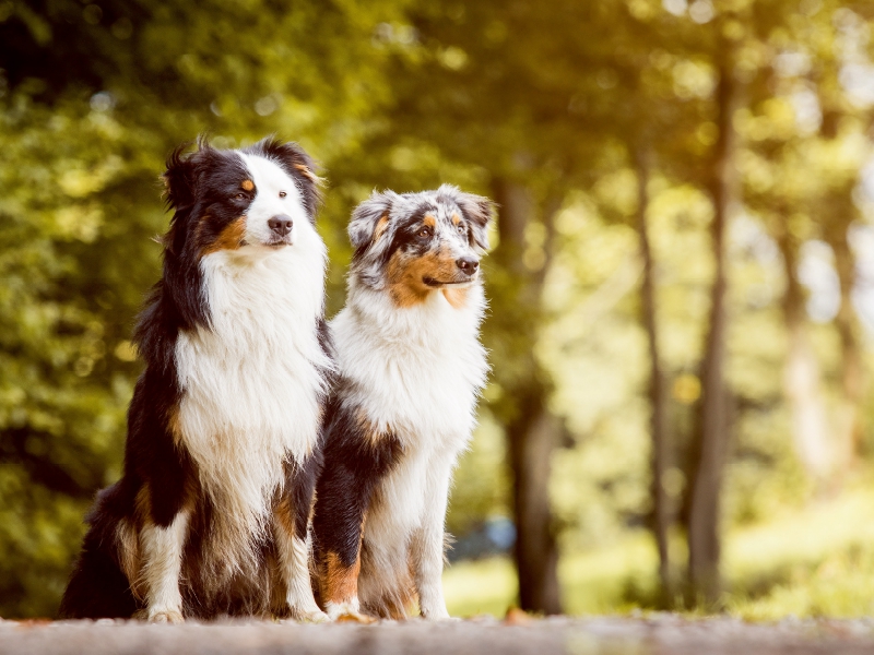 Ein Motiv aus dem Kalender Australian Shepherds Kalender 2017