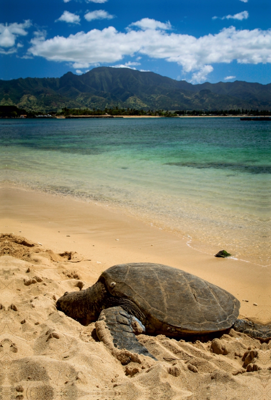 Hawaiian Green Sea Turtle - Oahu