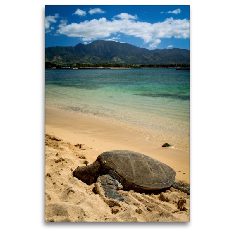 Hawaiian Green Sea Turtle - Oahu